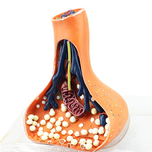 Modèle anatomique magnifié de la synapse neuronale, structure détaillée des neurotransmetteurs pour l'enseignement des neurosciences et de la <span class=keywords><strong>biologie</strong></span> - Product Image 2