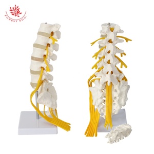 Mô hình cột sống thắt lưng mô phỏng cao Kích thước cuộc sống 1:1 con người thực sự của mô hình dây thần kinh phụ kiện thắt lưng thứ 5 - Product Image 6