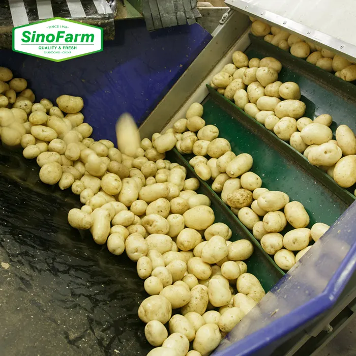 Çin tedarikçisi taze yeni ürün sebze toptan taze patates fiyatları ihracat için taze patates