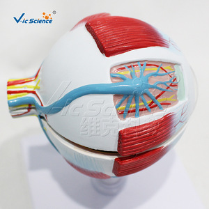 Modèle anatomique grossi 3 fois du globe oculaire, 6 parties, structure du globe oculaire détachable, formation en ophtalmologie pour les écoles de médecine. - Product Image 3