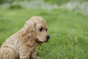 Estatua de <span class=keywords><strong>Cocker</strong></span> <span class=keywords><strong>Spaniel</strong></span> Color Crema, Figura de Perro Realista de Resina, Decoración para el Hogar, Regalo Conmemorativo para Amantes de los Perros - Product Image 6