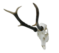 Stock US Cerf en résine avec bois Modèle Motif Décoration murale Squelette d'animal Art pour la maison et le bar