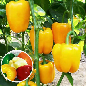 พริกหวานหลากสี ต้นไม้ประดับสวยงาม ตกแต่งสวนดอกไม้ - Product Image 1