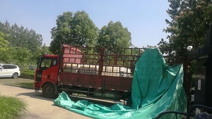 Dipertebal akrilik pembengkakan berbasis air, sangat efisiensi dan stabilitas baik, Thixotropy kuat dan stabilitas TH-935 baik - Product Image 4