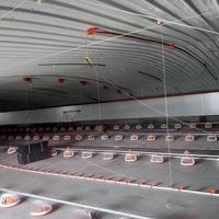 Système complet d'élevage au sol pour poulets de chair – Équipement d'élevage avicole complet pour l'élevage en intérieur à plat pour ferme avicole commerciale