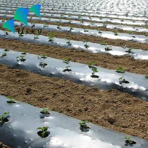 <span class=keywords><strong>Film</strong></span> per pacciamatura Siddhi 25 Micron con foro per cipolla aglio colore argento nero 4 piedi per 400 metri - Product Image 4