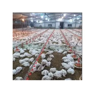 Equipos Automatics Para Granjas Avicolas De Pollos De Engorde/ Automatic Broiler Chicken Feeding System For Poultry Farm