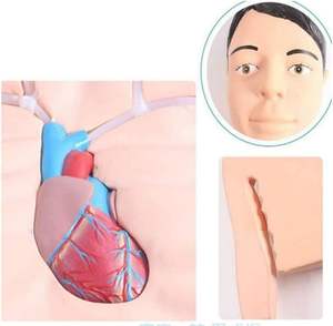 Simulador de Intervención PICC, Maniquí de Catéter <span class=keywords><strong>Venoso</strong></span> <span class=keywords><strong>Central</strong></span> y <span class=keywords><strong>Periférico</strong></span>, Modelo Educativo, Ayuda para la Formación Médica - Product Image 3