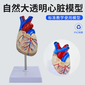 Modelo de corazón transparente natural y grande; modelo anatómico de corazón humano estándar; ultrasonido/doppler color desmontable para - Product Image 2