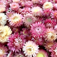 Thé aux fleurs de chrysanthème colorées de qualité supérieure / Thé aromatisé aux fleurs séchées d'Helichrysum Bracteatum