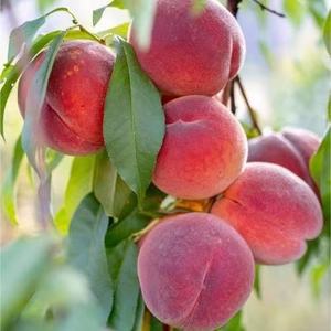 תמצית אבקת פרחים טהורה וטבעית של אפרסק בכמות גדולה |   אספקת מפעל של חומר גלם טהור ביותר להפרשת עצי פרי - Product Image 5