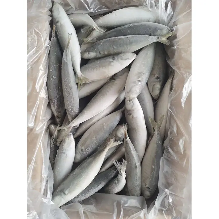 Katak Frozen besar Ukuran ikan Frozen bulat dengan harga yang baik