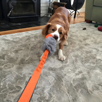 Jouet d'agilité pour chien Heather Bunny Rabbit Dental Tug en laine, avec récompense élevée, en peau de mouton, balle en caoutchouc respirante, bungee flexible et durable