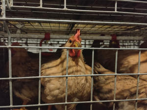 Cage automatique pour poulets de chair de type H <span class=keywords><strong>Cages</strong></span> pour poulets de chair <span class=keywords><strong>Cages</strong></span> en batterie Viande de reproduction Poulet de chair pour volaille Poulet - Product Image 3