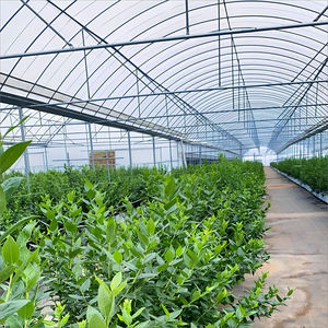 Serre en film PE multi-voûtes durable et peu entretien avec fertigation, rideau froid et film anti-buée pour la culture de légumes toute l'année - Product Image 5