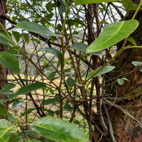 Poudre d'extrait de feuilles d'Eucalyptus Globulus 5:1 |   Qualité alimentaire |   Soutien respiratoire antimicrobien |   Testé par HPLC |   Extraction