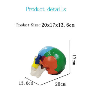 Modelo de cabeza Uman, esqueleto escolar de enseñanza médica, modelo de cráneo de plástico anatómico de color - Product Image 2