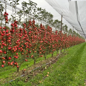 Sistema de Enrejado con Red Antigranizo para Huertos de Manzanas y Peras, Estructura de Soporte Duradera de Alta Resistencia con Protección UV - Product Image 3