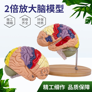 Modèle d'artère cérébrale à 4 parties avec grossissement 2x, modèle de vaisseaux sanguins cérébraux, modèle d'anatomie du cerveau humain neurologique - Product Image 3