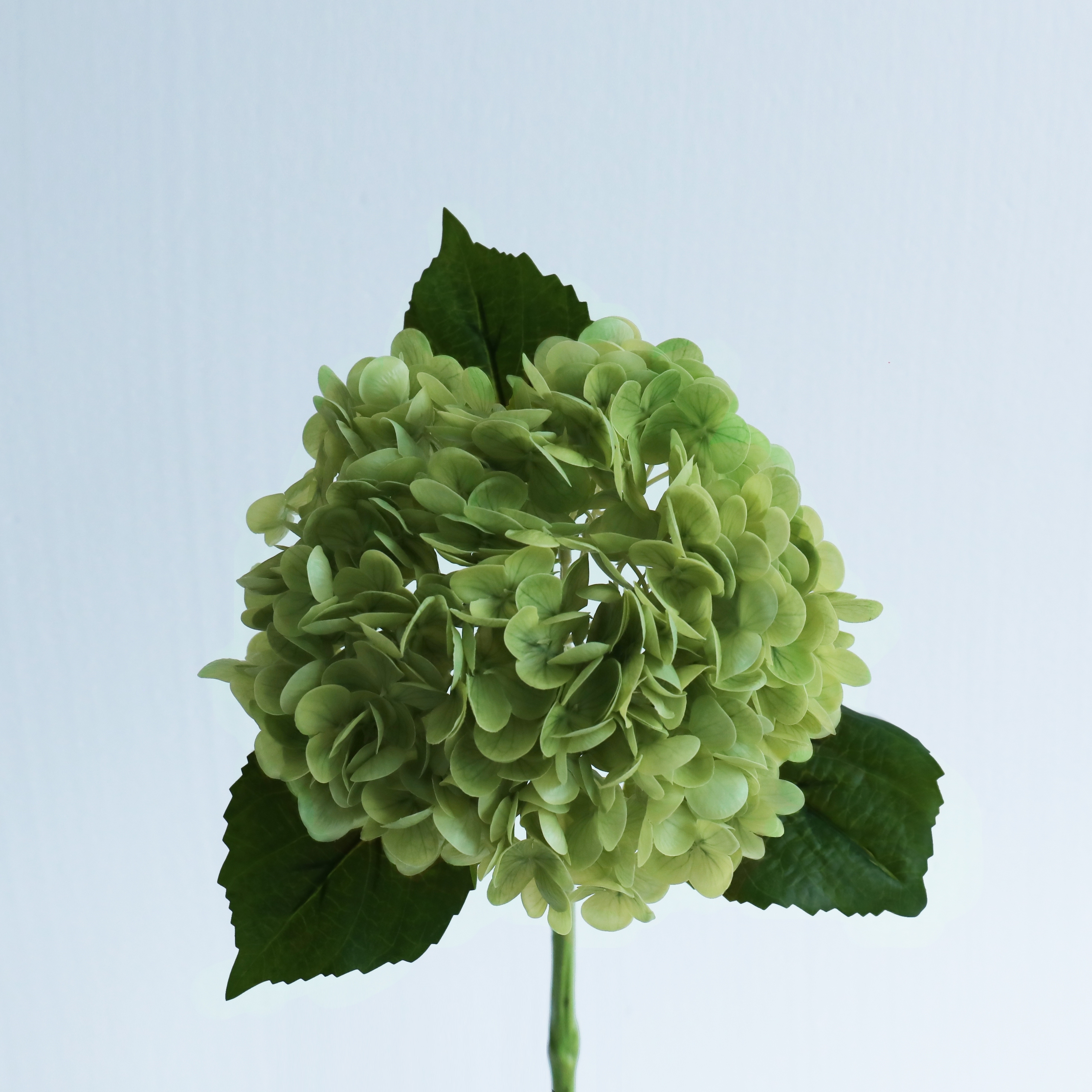Verde scuro