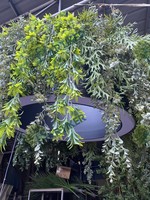 Décoration artistique moderne LED gazon artificiel suspendu au plafond fausses plantes PE matériel vivant pour l'extérieur et les bureaux pour les hôtels
