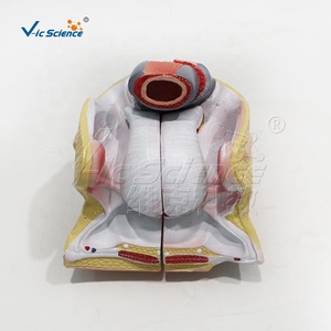 Modelo Anatómico de Genitales Femeninos Internos y Externos de 4 Partes, Tamaño Real, PVC, para Enseñanza de Obstetricia y Ginecología, con Certificaciones CE, ISO, ROHS y CNAS - Product Image 5
