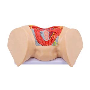 نموذج عضلات العجان المتقدمة للإناث والأعصاب والأوعية ، نموذج العجان - Product Image 1