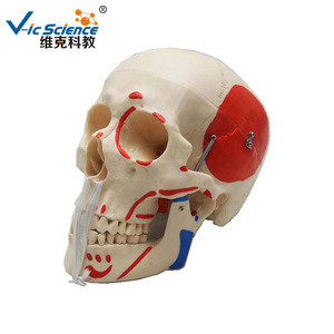 Simulation pédagogique : modèle de crâne naturel à l'échelle 1:1 avec coloration musculaire ; anatomie du crâne ; crâne simulé. - Product Image 4