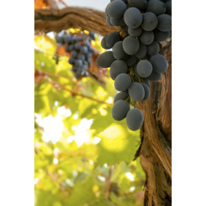 Tijeras para Cosecha de Uvas de Acero Inoxidable, Artículo 18 - Product Image 5