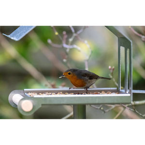 Mangeoire à oiseaux sur pied JH-Mech personnalisée, grande capacité, alimentation ouverte, résistante à la rouille, en forme de <span class=keywords><strong>maison</strong></span>, en acier galvanisé - Product Image 4