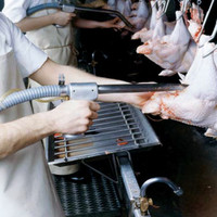 Máquina de Aspiración de Pulmones de Aves de Corral en Mataderos