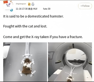 Escáner CT Veterinario Profesional de Alta Resolución de 16 bits para Imágenes Óseas de Hámsteres, Máquina de Tomografía Computarizada para Microanimales Exóticos - Product Image 2