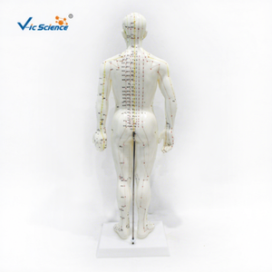 Modelo de meridianos humanos grabado en relieve, súper claro, para acupuntura de cuerpo completo, medicina china, modelo de enseñanza de hombre blanco - Product Image 1