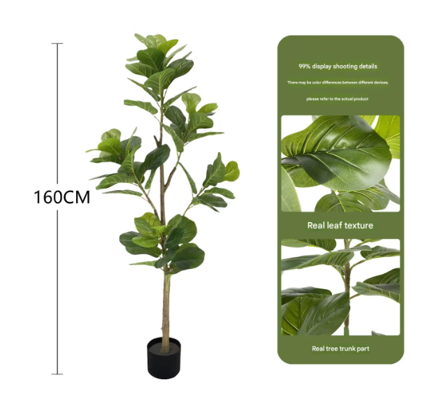 Pot noir 1.6m (Fiddle Leaf Fig)