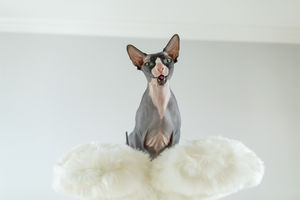 Großhandel Luxus Wolke Haustierbedarf Massivholz Kratzbaum Turm Holz Turm Katzenklettergerüst Kratzbaum - Product Image 5