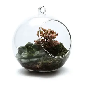 En forme de sphère <span class=keywords><strong>boule</strong></span> de <span class=keywords><strong>verre</strong></span> <span class=keywords><strong>suspendu</strong></span> terrarium en <span class=keywords><strong>verre</strong></span> vase - Product Image 1