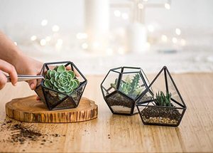 Grosir Set Wadah Terarium Geometris Kaca Mini dari 3 Rak Penanam Meja Modern Kotak Tampilan Dekorasi Hadiah Tengah Meja - Product Image 2