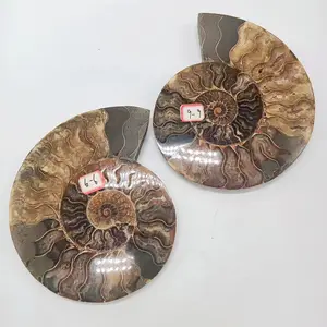 Madagascar espécie mineral natural masculina caracol fossil chrysantemum