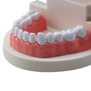 Modelo Dental de Resina con Espacios Entre los Dientes, Herramienta de Práctica para Equipos y Accesorios de Terapia Oral, Herramienta de Práctica Dental - Product Image 3