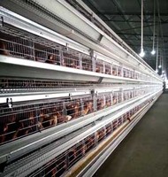 Nouvel équipement d'élevage de volailles, système de cages à batterie de type H galvanisé pour poulets de chair, environnement moderne contrôlé
