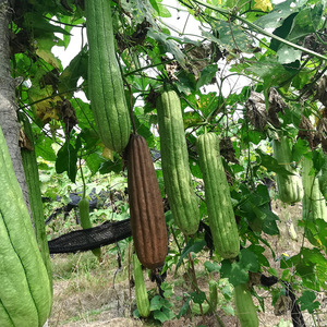 Éponge de loofah longue séchée, biodégradable et biologique, pour application corporelle, naturelle et écologique - Product Image 6