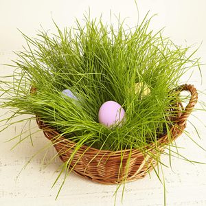 Đẹp 10g cao cấp Nhà Máy Gốm Hạt giống phục sinh Hạt Giống Cỏ cho cửa sổ ban công owngerwn catnip vườn Nguồn cung cấp - Product Image 6