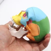 Simulación de suministro de fábrica de recursos didácticos Mini modelo de cráneo colorido anatómico humano tamaño pequeño