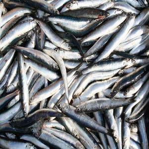 Meilleur Prix Séché Sel D'anchois l'exportation du Vietnam, Anchois Séché Driedanchovy filets de Poisson Thaïlande Origine Haute Poisson D'anchois - Product Image 2