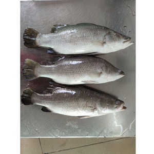 <span class=keywords><strong>Pesce</strong></span> Barramundi/Spigola Intero Fresco IQF per Allevamento Marino - Product Image 2