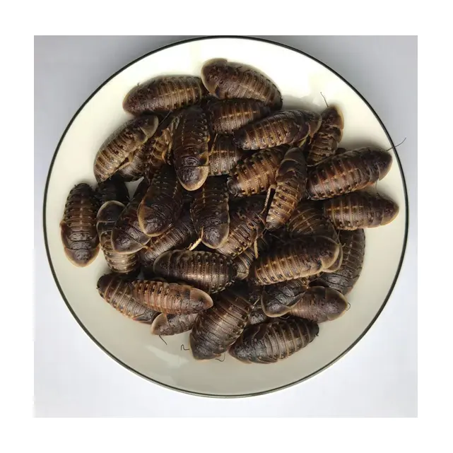 Dubia cafard, additif alimentaire pour animaux, insectes comestibles Eco Fresh Dubia cafard pour reptiles