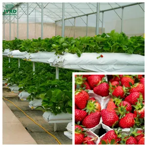 各种草莓种植棚，温室草莓苗圃棚