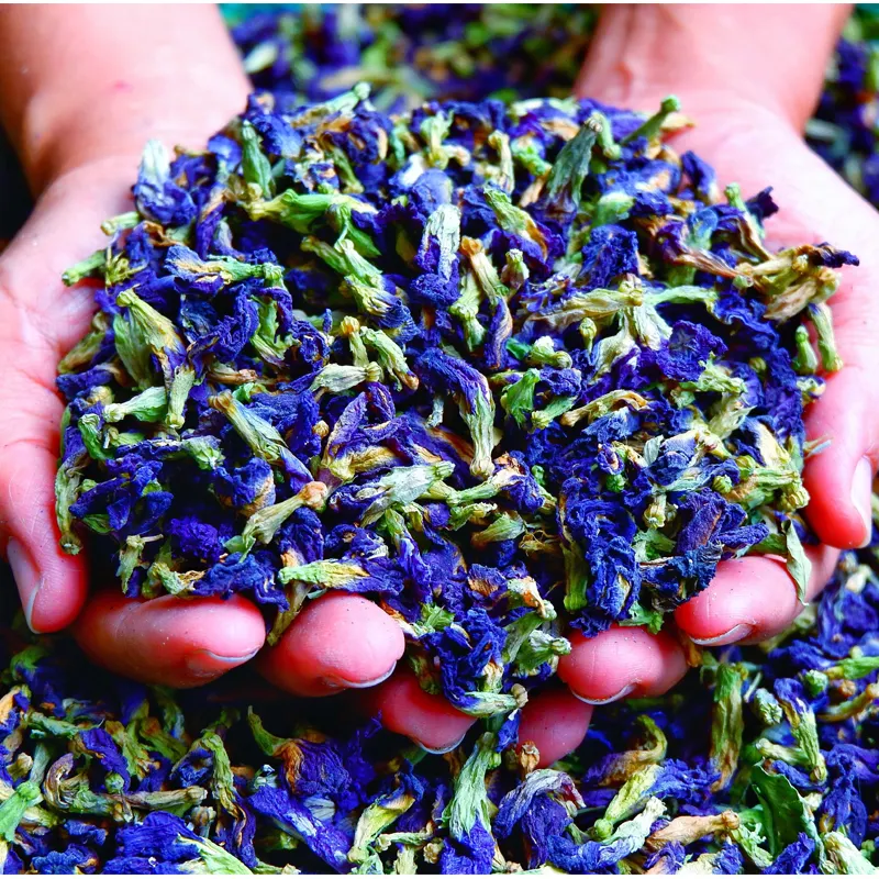 Vente en gros de thé aux fleurs de pois papillon Thé bleu premium de haute qualité
