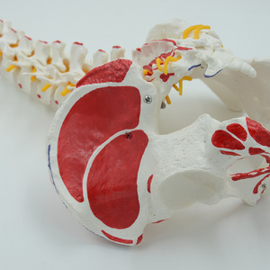 Instrument pédagogique médical en dermatologie : Modèle de colonne vertébrale adulte ; modèle de structure de la colonne vertébrale et du bassin humains semi-coloré. - Product Image 4
