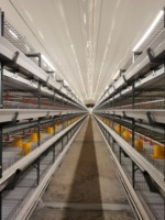 Cages à poulets de type H